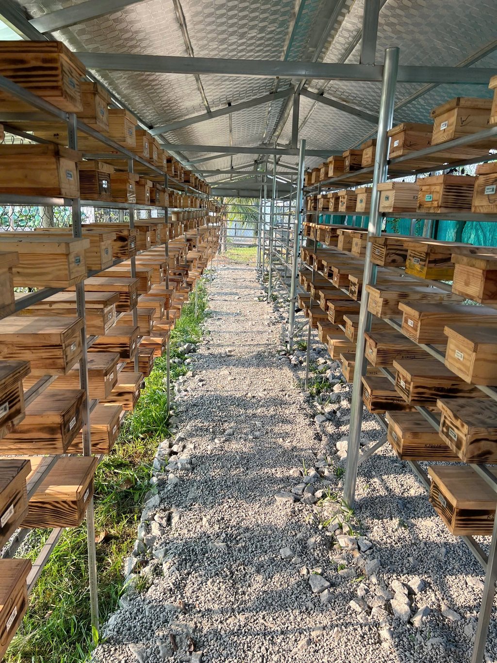 Hành lang trại ong dú OngQuý với hàng trăm hộp xếp dọc