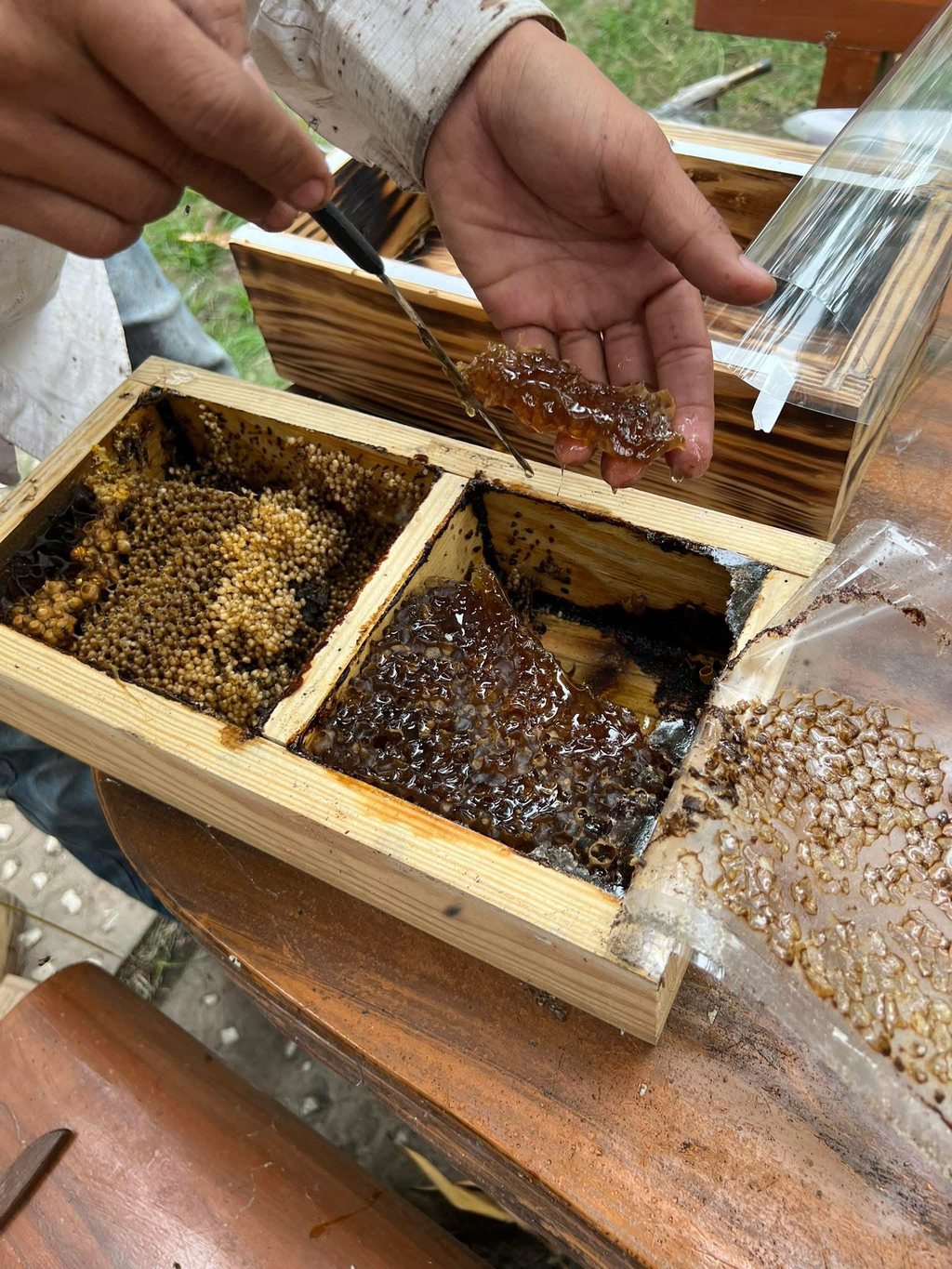 Tổ ong dú OngQuý close-up — mật chảy từ tổ tươi